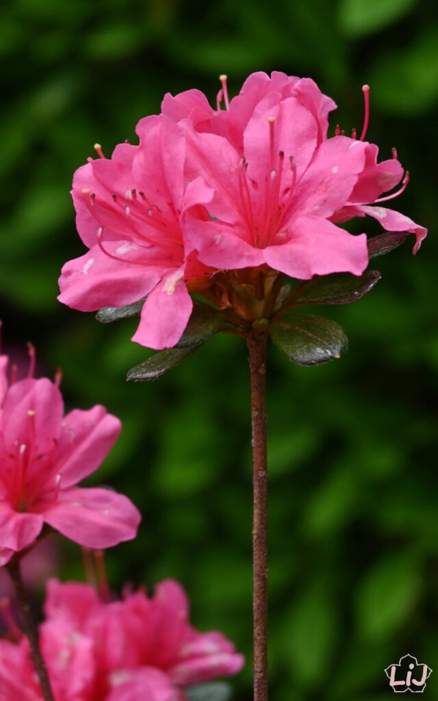 Azalea at Shiofune Kannon Temple