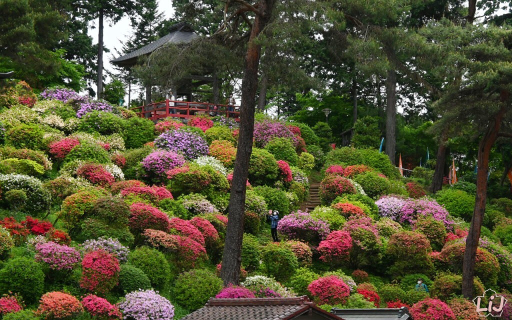 Azalea at Shiofune Kannon Temple