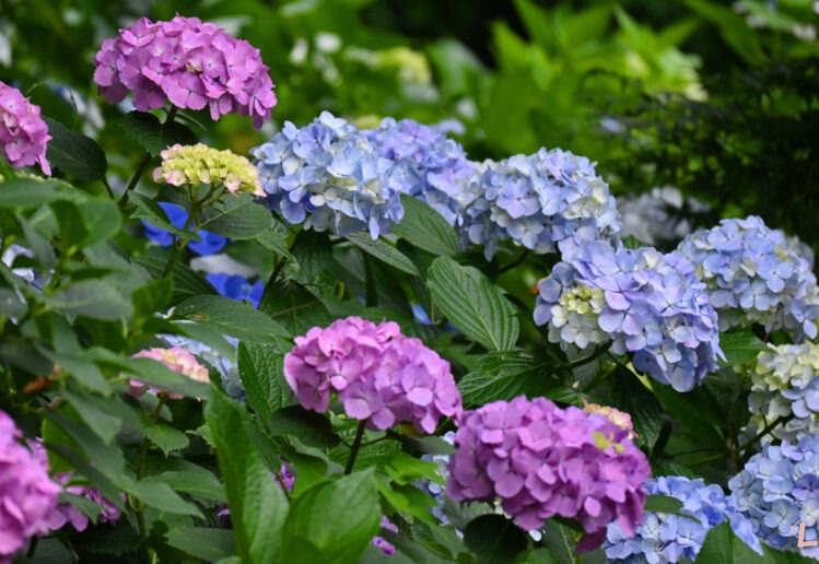 Hydrangea in Japan