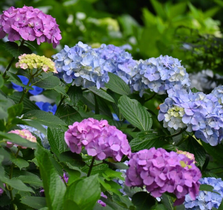 Hydrangea in Japan