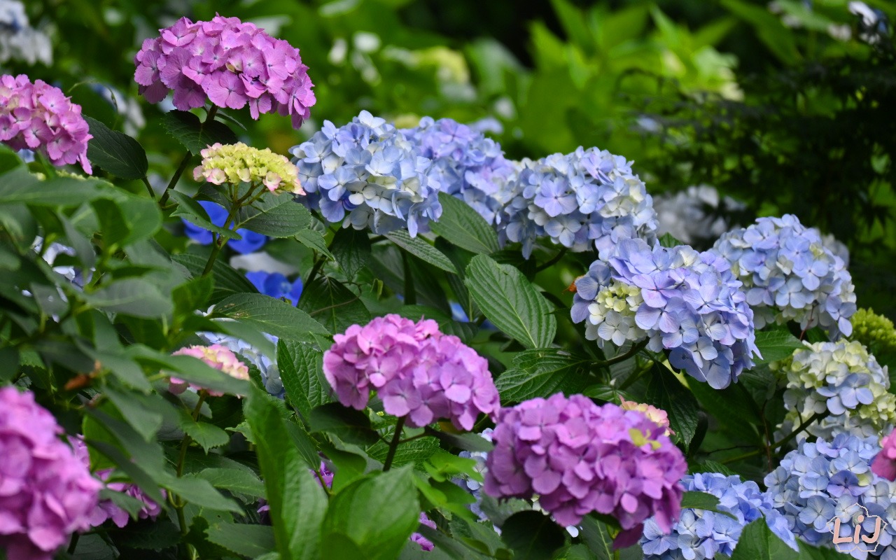 AJISAI – Where to find Hydrangea Spots in & around Tokyo